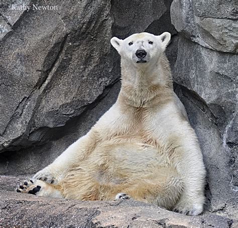 What Do You Mean Its Monday Polar Bear Snow Bear Bear
