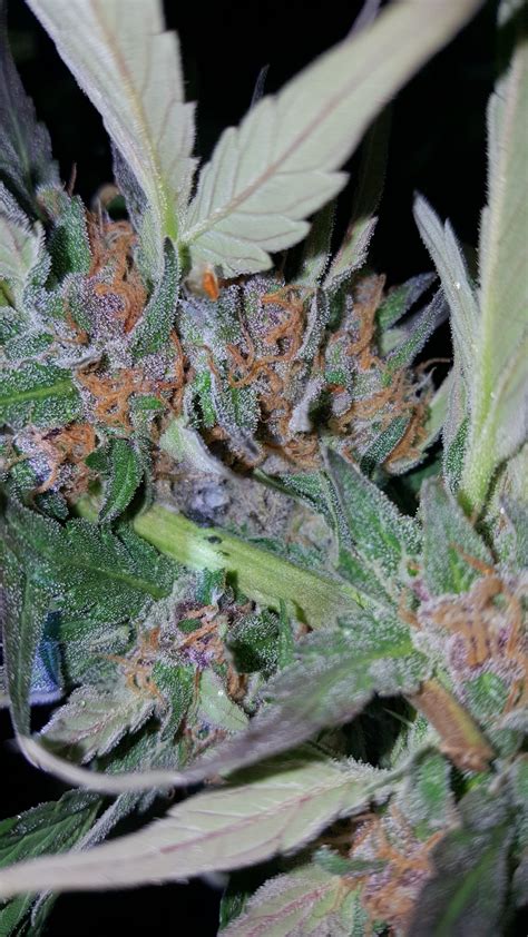 Just as there are responsible drinkers and alcoholics, there are those. First grow ever. How close is this plant? | Grasscity Forums - The #1 Marijuana Community Online