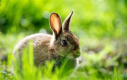 Rabbit Hare Wallpapers Bunny Rabbits Desktop Laptops