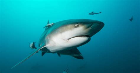 Anyways, a shark is a sea creature. FACT CHECK: Was a Bull Shark Spotted in Kentucky Lake?