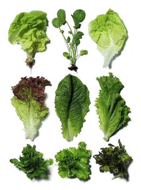 Lettuce Varieties Learn About The Different Types Of Lettuce
