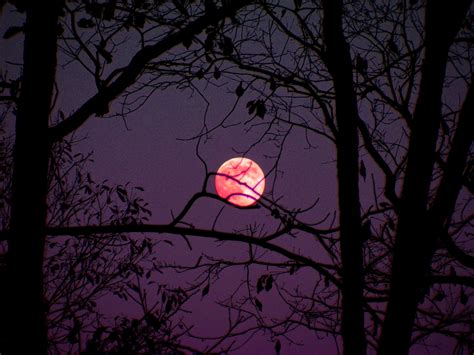 Free Images Branch Light Sky Night Mystical Dark Evening