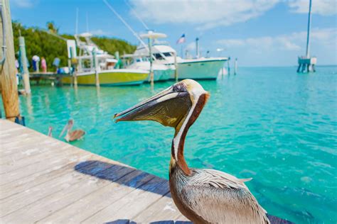 17 Incredible Things To Do In Islamorada Fl Nearby