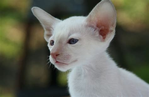 8 Of The Most Adorable Cats With Big Ears A Blog For Cat Owners Lovers