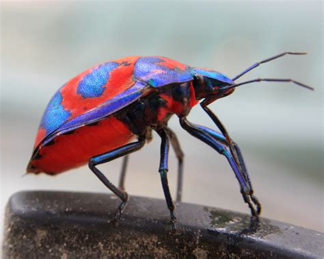 Fotos Gratis Naturaleza Vistoso Insecto Error Azul Fauna