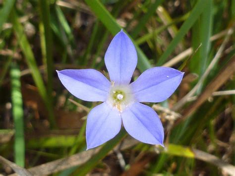 It will tend to spread slowly by those suckers, so if you wish to limit its influence in the garden. Native bluebell