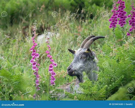 Feral Goat Stock Image 48894169