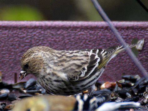 Se Texas Birding And Wildlife Watching More Winter Birds Arrive