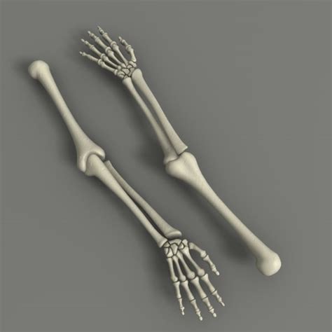 Obj Skeleton Arm Bones