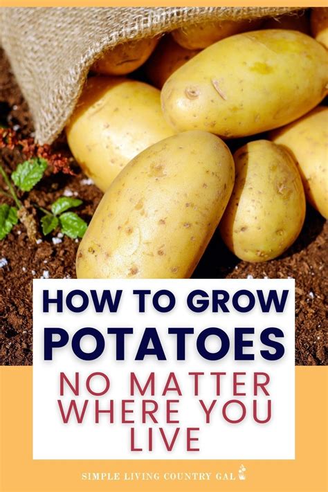 How To Grow Big And Delicous Potatoes Step By Step In 2021 Growing