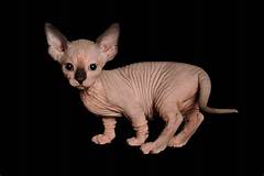 Sphynx Kittens For Sale In Orlando Fl