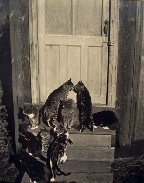 Edward Weston Cats At Doorway And Cats On Rocks 2 Photographs 1944
