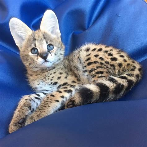 Bottle raised to be human imprinted golden and silver colors. PennySaver | serval and caracal kittens for sale in ...