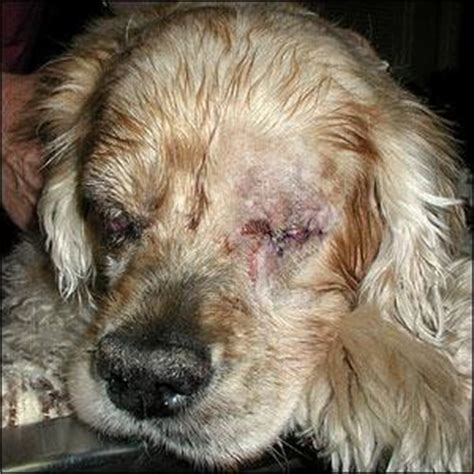 Dog eye boogers, green, excessive, how to get rid of