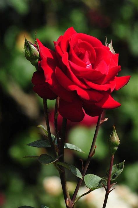 Gambar Bunga Ros Pulp