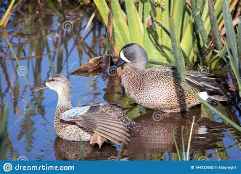 Teal Ducks At Lake Eibsee Germany Stock Photo