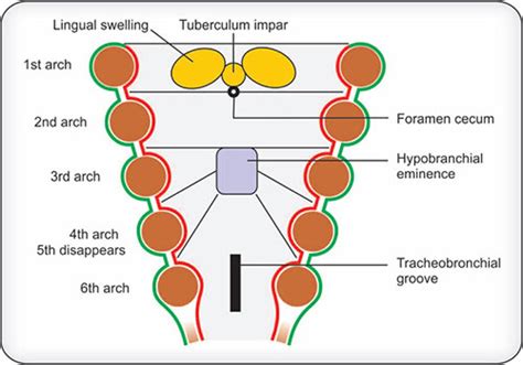 Foramen Cecum Embryology