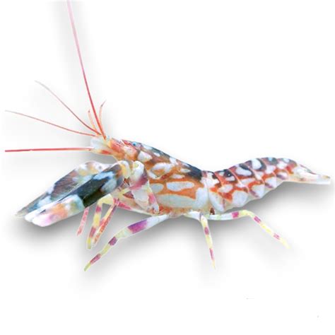 Tiger Pistol Shrimp