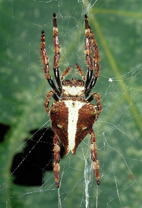 Orb Weaver Spider Photograph By Sinclair Stammersscience