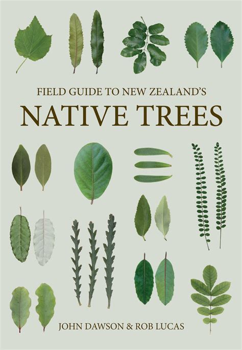 Field Guide To New Zealands Native Trees Potton And Burton
