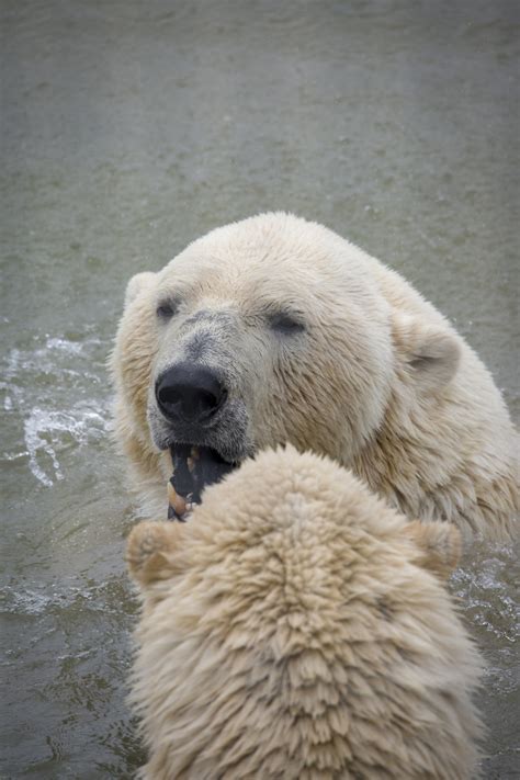 Polar Bear Free Stock Photo Public Domain Pictures