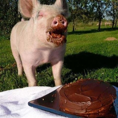 50 Funny Pig Pictures To Make You Laugh