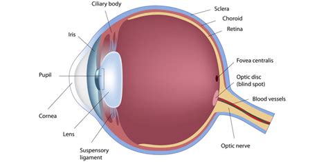 Anatomy Of The Eye America Top 10