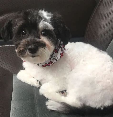 20 Best Morkie Haircuts For Dog Lovers The Paws