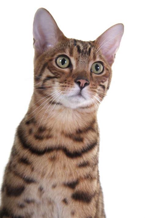 The asian leopard cat (felis bengalensis) is widespread over southern asia and is the same size as a domestic the brown bengal, the colour of its wild asian leopard ancestor, comes in many different shades varying. Welcome! | Bengal Cat World