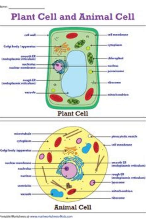 Plant Cell Vs Animal Cell Onepronic