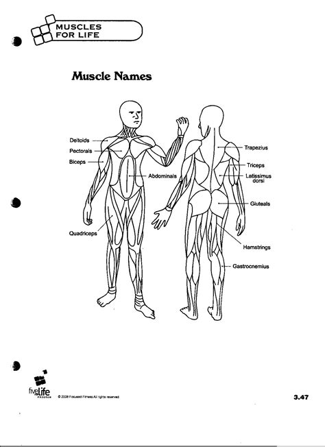 The muscle regions also contain several individual muscles, which perform similar functions to the. Bauder, Courtney - Health & PE / Five For Life Documents