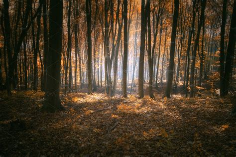 Autumn Forest Background High Quality Nature Stock Photos ~ Creative