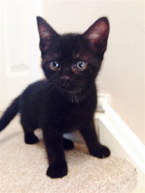 2nd set of persian bicolor kittens in class judging at the 2018 cfa international cat show held in cleveland, ohio, usa. Beautiful male black kitten chinchilla Persian X ...