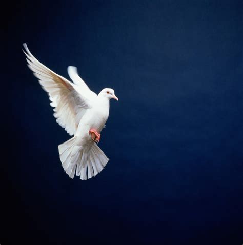 White Dove In Flight Blue Background By Getty Images
