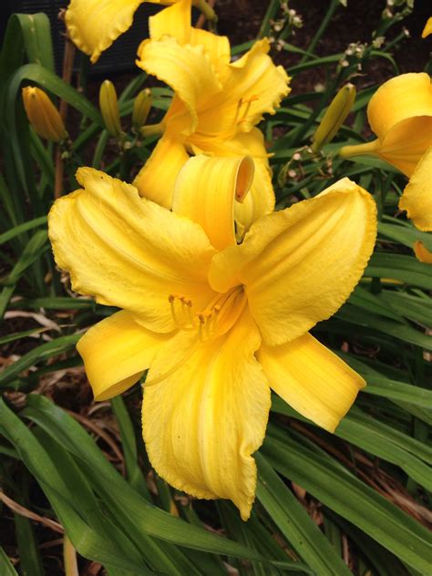 Day Lily Day Lilies Lily Garden Plants Garten Lawn And Garden