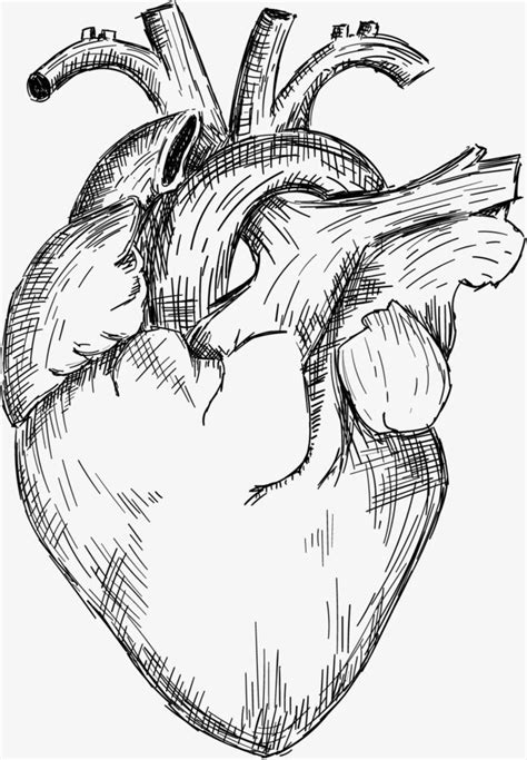 Desenho De Coração Png Vetor Do Coração Clipart De Coração Material