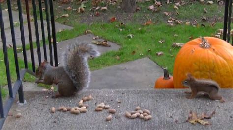 What's the difference between an american and a eurasian red squirrel? Red vs Grey squirrel (Greys cant dance) - YouTube