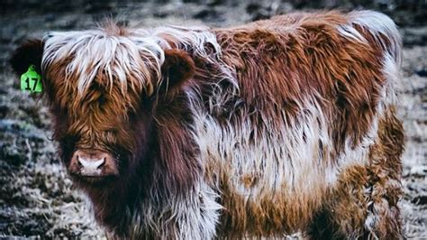 Highland Jersey Cow Breeds Natural Selection