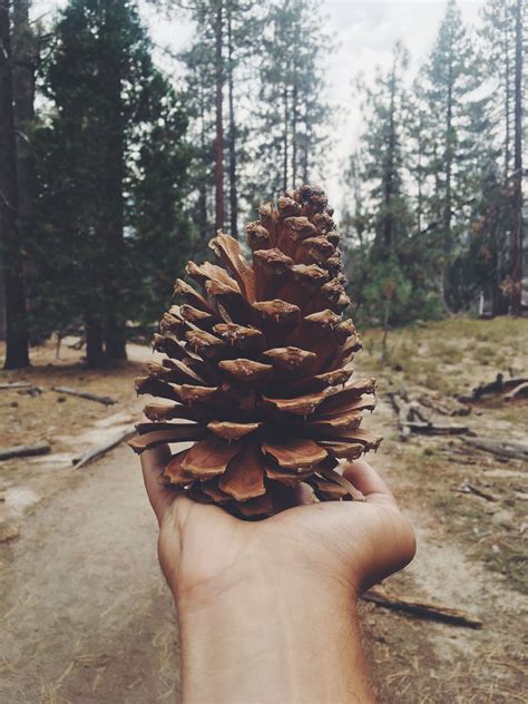 Our pineal gland, shaped like (and named after) the pinecone, is at the geometric center of our. Pine cones in Yosemite National Park | Yosemite national ...