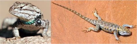 3 Types Of Spiny Lizards Found In Utah Id Guide Bird Watching Hq