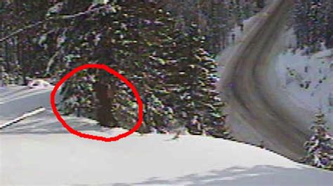 Bigfoot Spotted In Washington State Agency Wants You To Be The Judge