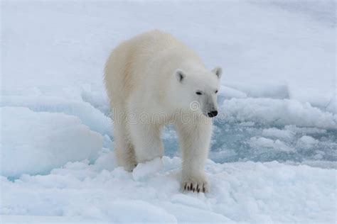 Wild Polar Bear On Pack Ice In Arctic Sea Close Up Stock Image Image
