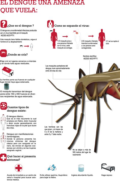 El Dengue Una Amenaza Que Vuela Infografía Mx Free Hot Nude Porn Pic