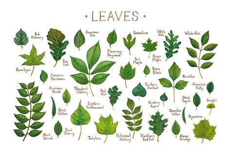 Leaves Of North American Trees Field Guide Art Print Etsy