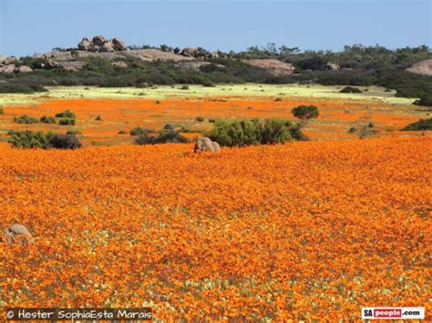 Namaqualands Famous Wild Flowers Flourish In 2020 After Years Of