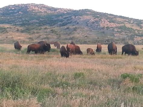 Buffalo In The Wildlife Refuge Lawton Oklahoma Natural Landmarks