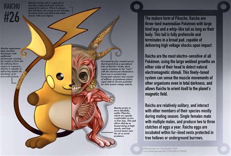 Raichu Anatomy Pokedex Entry By Christopher Stoll Raichu Anatomy Pokemon