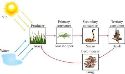 Food web — definition & examples. define food chain and food web explain each term with the ...