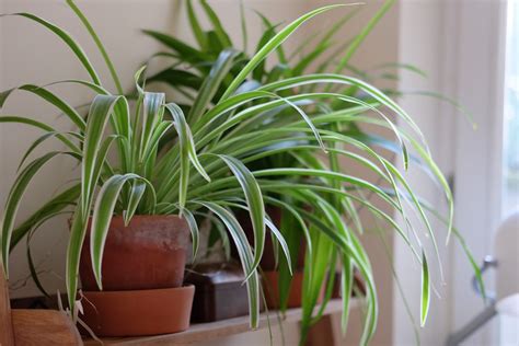 Spider plants are safe for children and all pets. Are Spider Plants Toxic To Cats