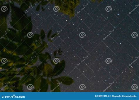 Starlight Night Trees Stars Space Stock Photo Image Of Underwater